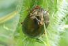 Chrysolina bankii